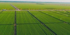 安徽合肥：高标准农田建设促进农业增产增收！