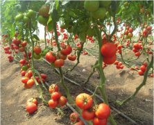 番茄生长对环境条件要求