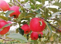中熟苹果领先品种“馨元萃”果品具有哪些优良性状？